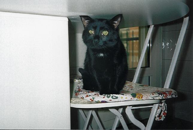 TOMMI1.JPG (33323 byte)